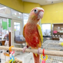 サンチークカラーのウロコインコさんがやってきましたよ～💖💛💖💛