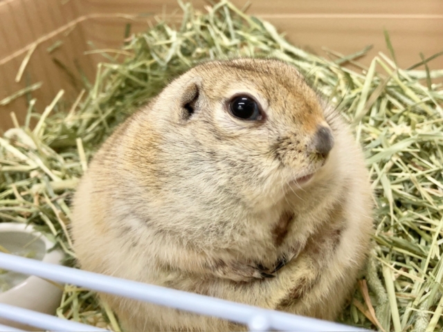 リチャードソンジリス 衝撃のまん丸ボディ!なでなでOKなかわいい子です♪ リチャードソンジリス