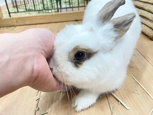 ネザーランドドワーフ