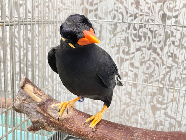 九官鳥（キュウカンチョウ）