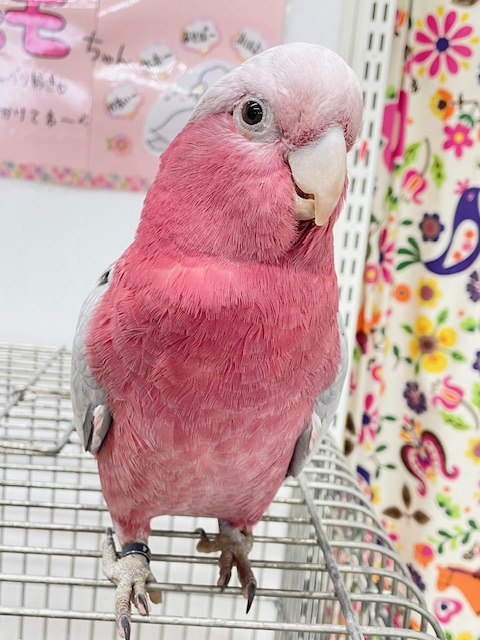 モモイロインコ