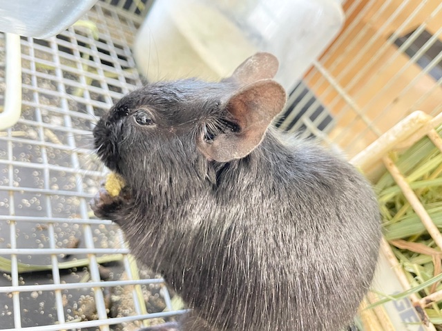 デグー