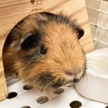 最新画像！テディモルモット（三色）　女の子　なでなでできちゃうかわいい子です♪