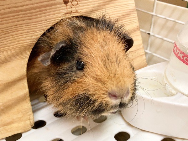 最新画像！テディモルモット（三色）　女の子　なでなでできちゃうかわいい子です♪