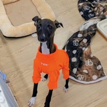 素早さ３倍速💨✨　イタリアングレーハウンドの女のコ　2026/2/27撮影