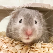 ちょっとだけ最新画像！セーブルハムスター　もちふわボディのかわいい子です