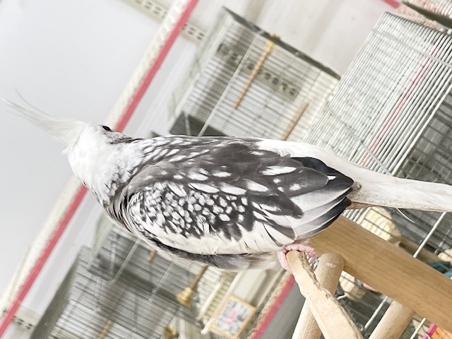 オカメインコ