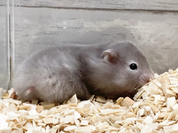 セーブルハムスター 何だかマイペース?ふわふわのかわいい子が来ました! ゴールデンハムスター