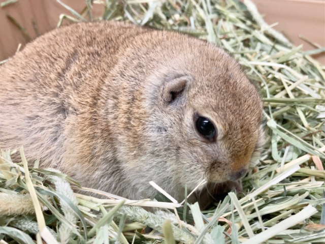 リチャードソンジリス 衝撃のまん丸ボディ!なでなでOKなかわいい子です♪ リチャードソンジリス