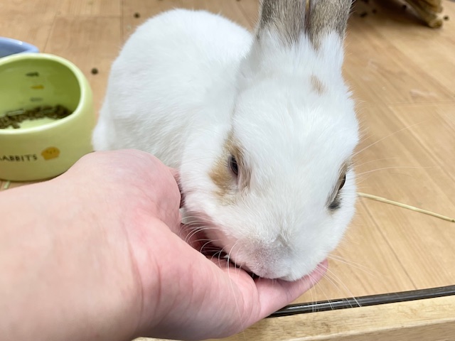 ネザーランドドワーフ