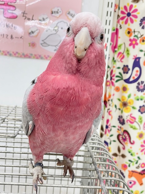 モモイロインコ