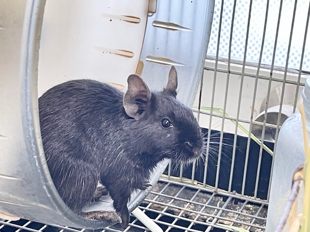 デグー