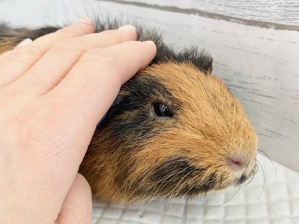 テディモルモット