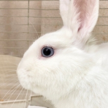 最新画像！ドワーフホト（ミスカラー）　男の子　足元ぐるぐる止まらない！？うさんぽ大好きさんです！