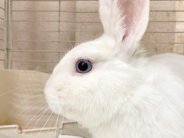 最新画像！ドワーフホト（ミスカラー）　男の子　足元ぐるぐる止まらない！？うさんぽ大好きさんです！