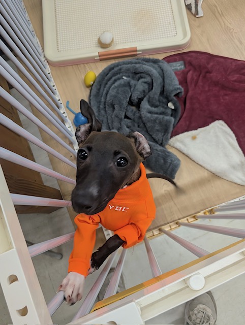 素早さ3倍速💨✨ イタリアングレーハウンドの女のコ 2026/2/27撮影 イタリアングレーハウンド