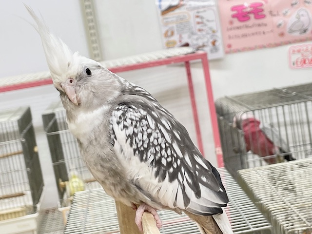 オカメインコ