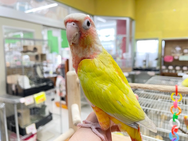 ホオミドリウロコインコ