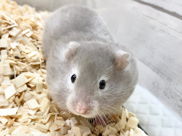 セーブルハムスター 何だかマイペース?ふわふわのかわいい子が来ました! ゴールデンハムスター