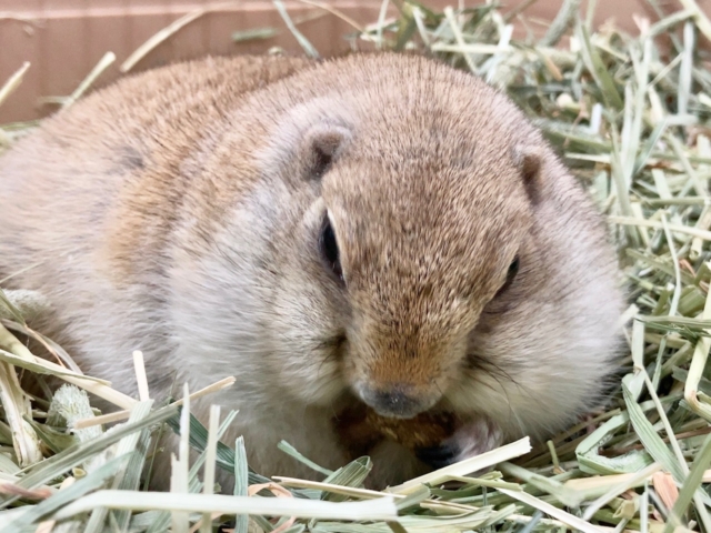 リチャードソンジリス 衝撃のまん丸ボディ!なでなでOKなかわいい子です♪ リチャードソンジリス
