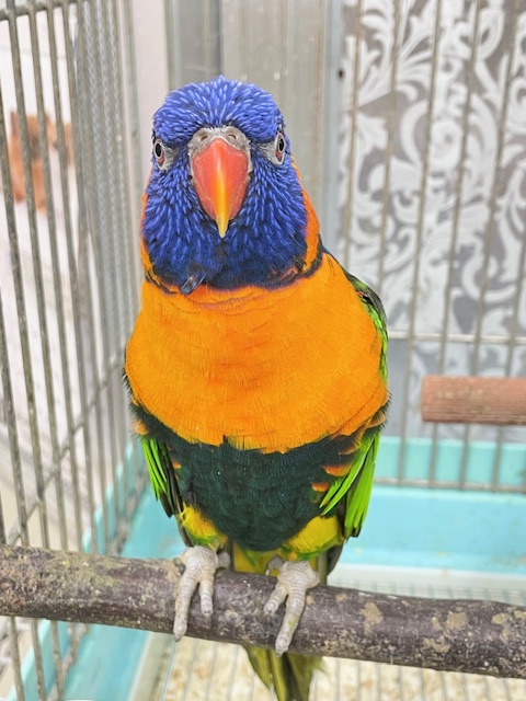 ボール遊び大得意です! アカエリゴシキセイガイインコ アカエリゴシキセイガイインコ