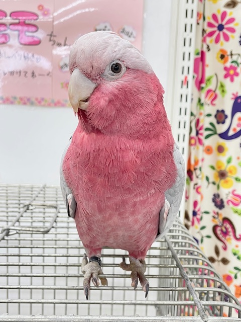 モモイロインコ
