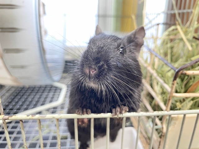 真っ黒デグーちゃんがやってきましたよ〜！🖤🖤🖤