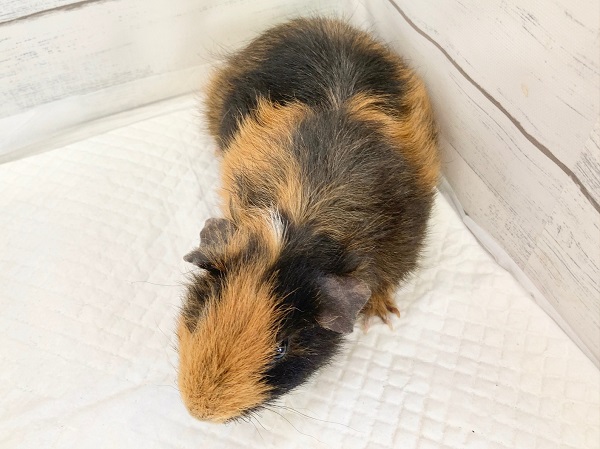 テディモルモット