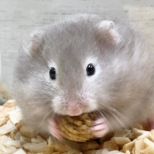 セーブルハムスター　何だかマイペース？ふわふわのかわいい子が来ました！