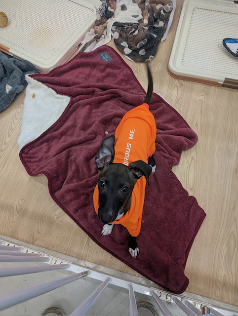 素早さ3倍速💨✨ イタリアングレーハウンドの女のコ 2026/2/27撮影 イタリアングレーハウンド