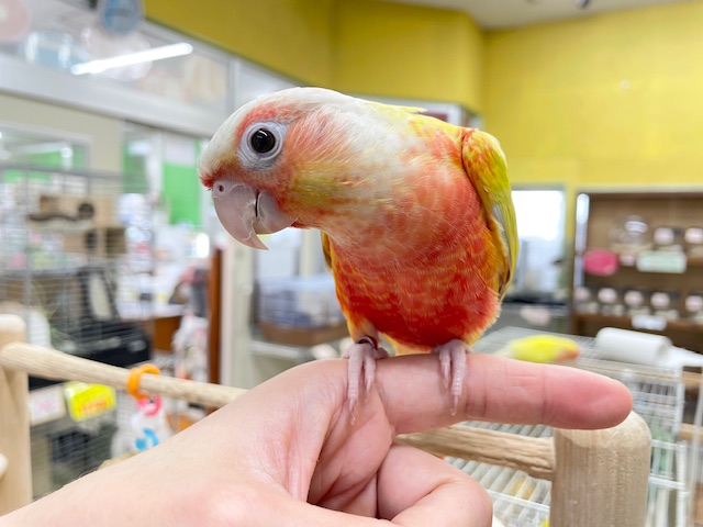 ホオミドリウロコインコ