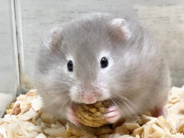 セーブルハムスター 何だかマイペース?ふわふわのかわいい子が来ました! セーブルハムスター 何だかマイペース?ふわふわのかわいい子が来ました!