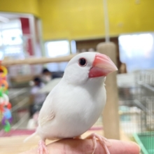 手乗りできます!!　白文鳥さん🎵🎵