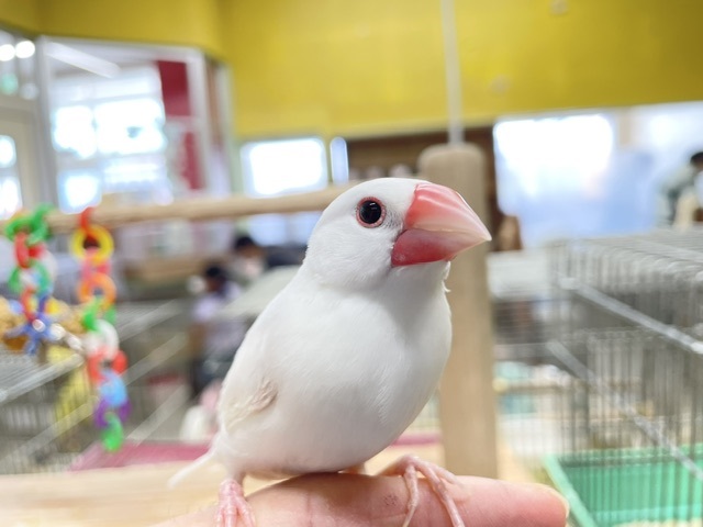 手乗りできます!!　白文鳥さん🎵🎵