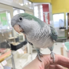 【☆最新画像更新☆】ワキワキダンス～🎵🎵　オキナインコ（アクアブルー）