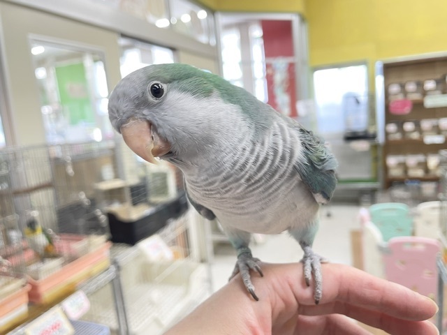 【☆最新画像更新☆】ワキワキダンス～🎵🎵　オキナインコ（アクアブルー）