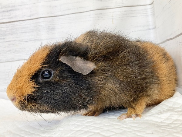 テディモルモット