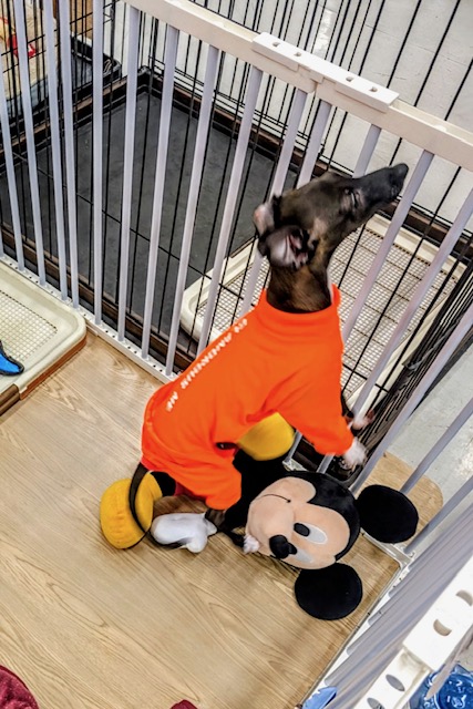 素早さ3倍速💨✨ イタリアングレーハウンドの女のコ 2026/2/27撮影 イタリアングレーハウンド