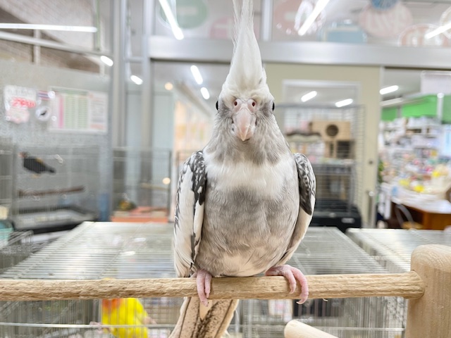 オカメインコ