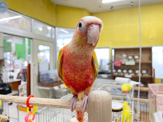 ホオミドリウロコインコ