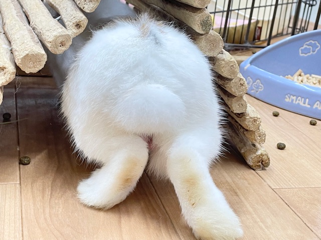 ネザーランドドワーフ