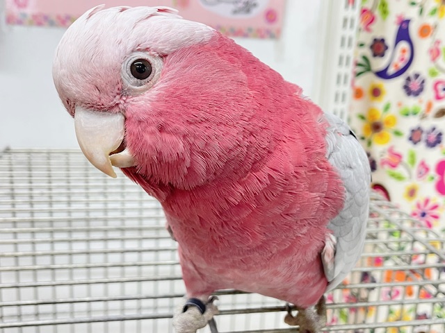 モモイロインコ