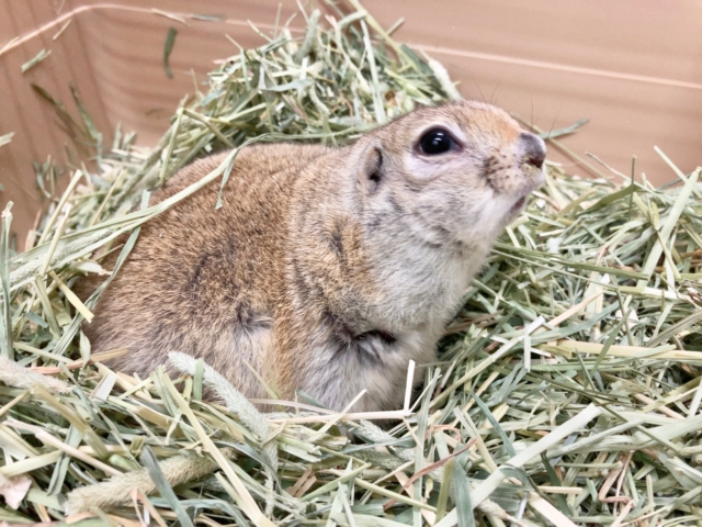リチャードソンジリス 衝撃のまん丸ボディ!なでなでOKなかわいい子です♪ リチャードソンジリス