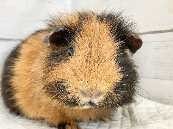 テディモルモット