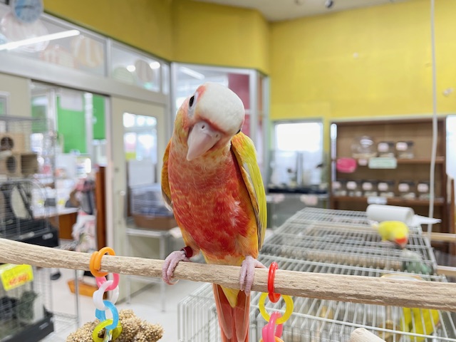 ホオミドリウロコインコ