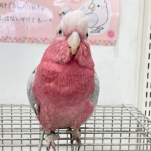 お迎え応援キャンペーン中～☆☆☆   超絶可愛いモモイロインコ🍑🍑さん🎵