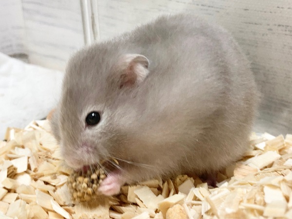 セーブルハムスター 何だかマイペース?ふわふわのかわいい子が来ました! ゴールデンハムスター