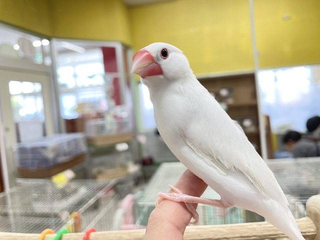 白文鳥