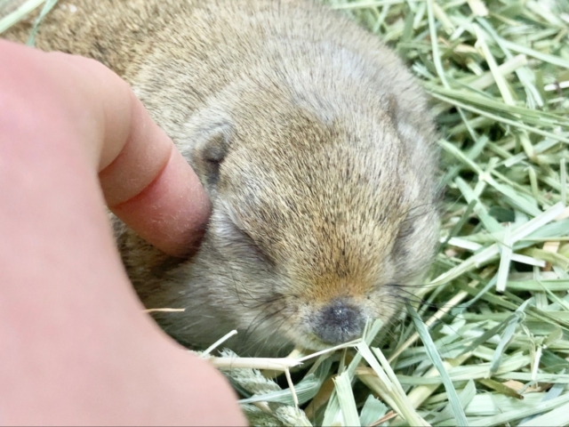 リチャードソンジリス 衝撃のまん丸ボディ!なでなでOKなかわいい子です♪ リチャードソンジリス