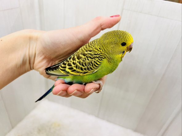 セキセイインコ